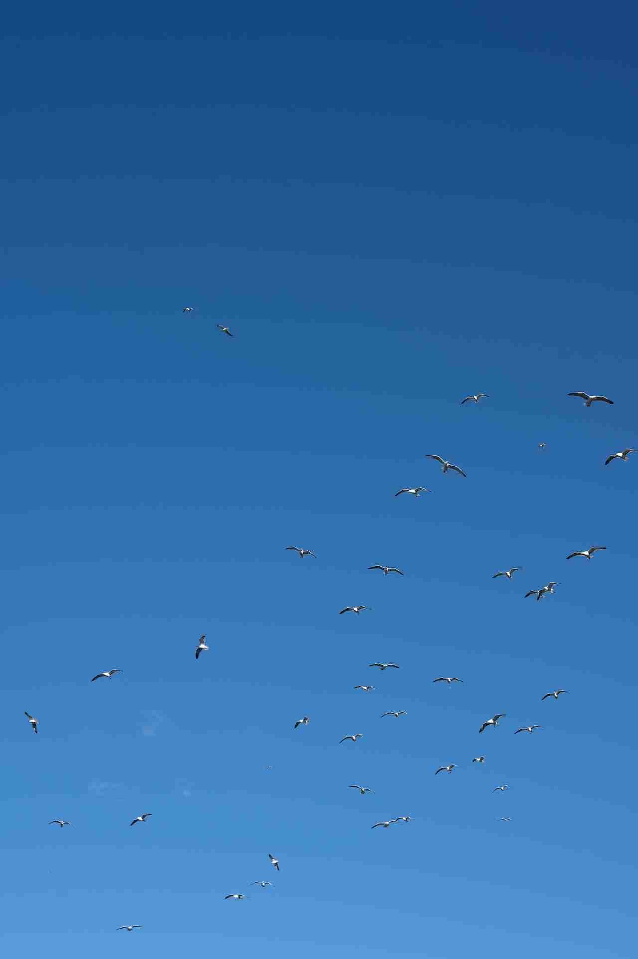 Annabel lee poem PDF. Annabelleepoem.com Blue Sky with birds